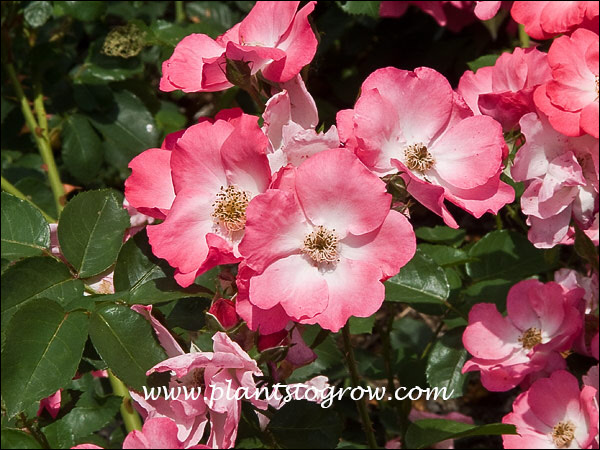 When taking this picture the foliage was glossy, showing little signs of leaf problems.